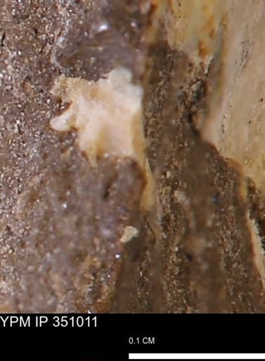 undet. Mollusca