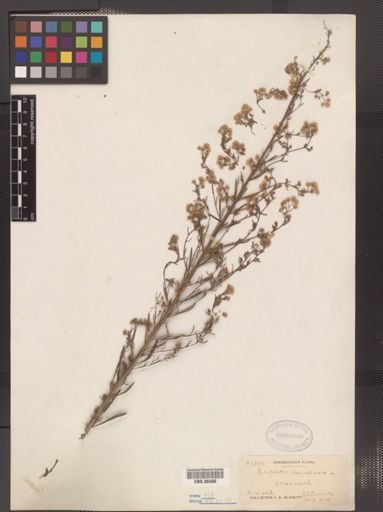 Erigeron canadensis