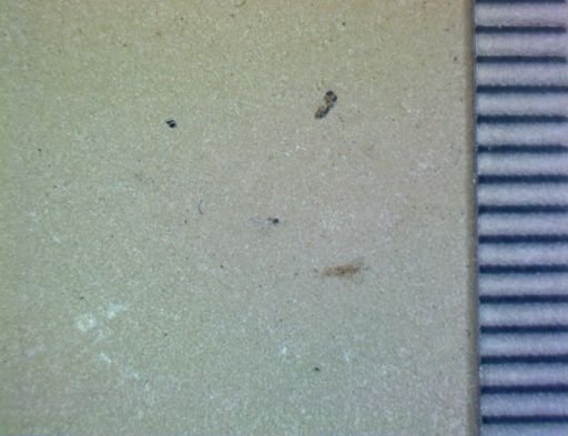 Thysanoptera?