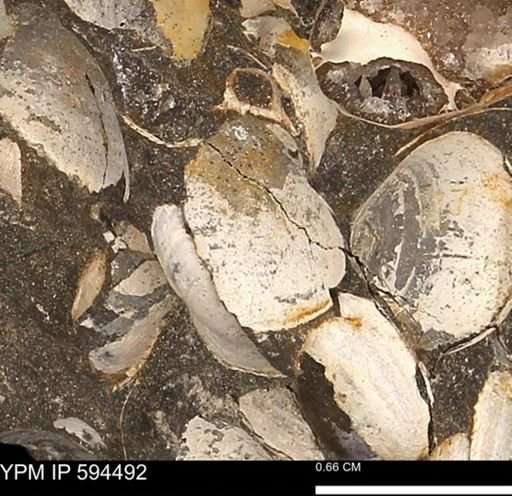 Protocardia sp.