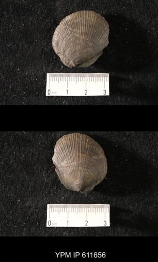 Aviculopecten sp.