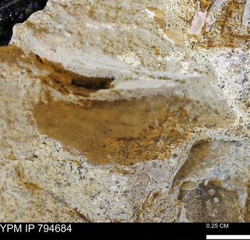 undet. Mollusca