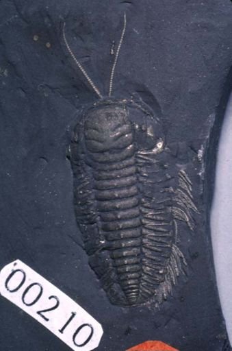 Triarthrus eatoni