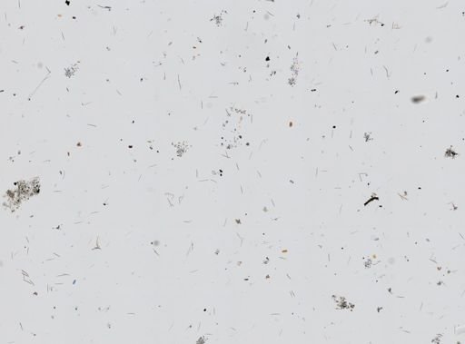 Chalinula loosanoffi