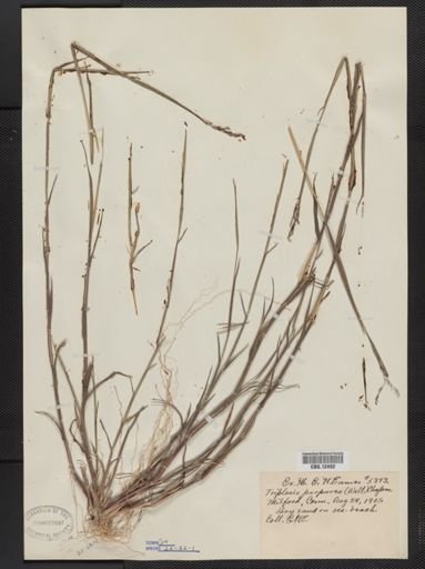 Triplasis purpurea