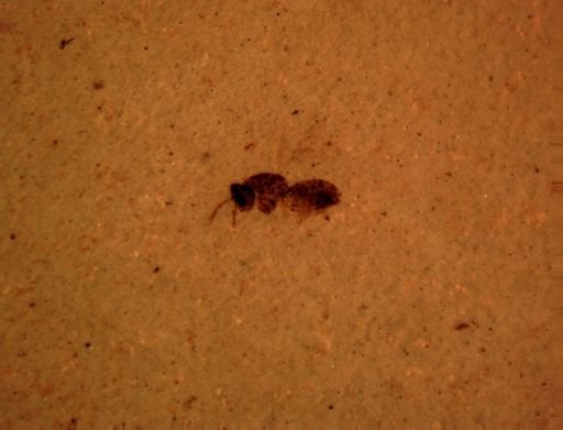 undet. Hymenoptera