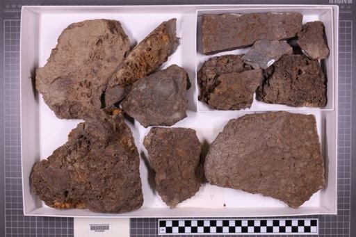 mixed taxa, stratigraphic collection