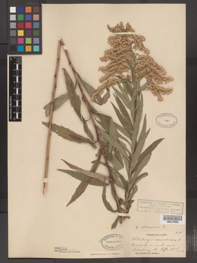 Solidago altissima
