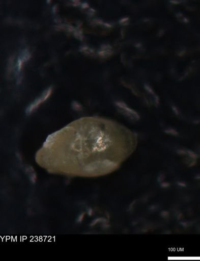 undet. Foraminiferida
