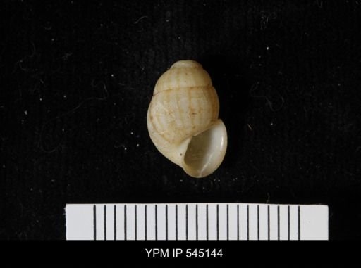 Chondropoma sp.