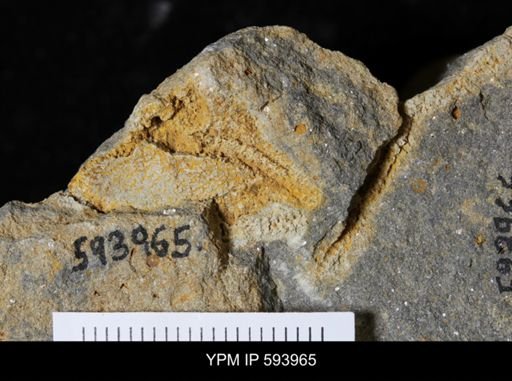 undet. Stelleroidea