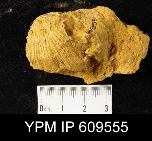 undet. Brachiopoda
