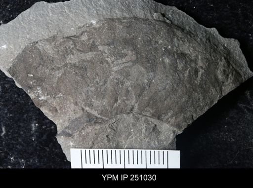 undet. Cephalopoda