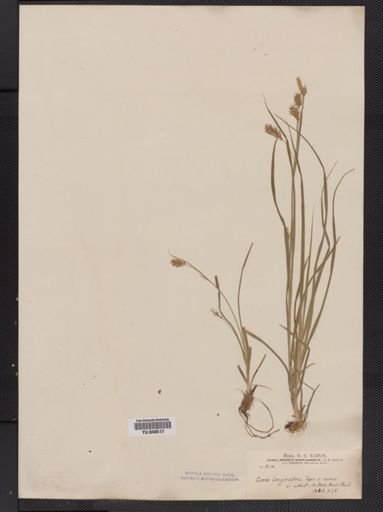 Carex