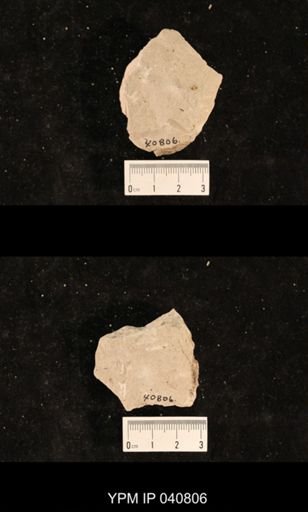 Ephemeroptera