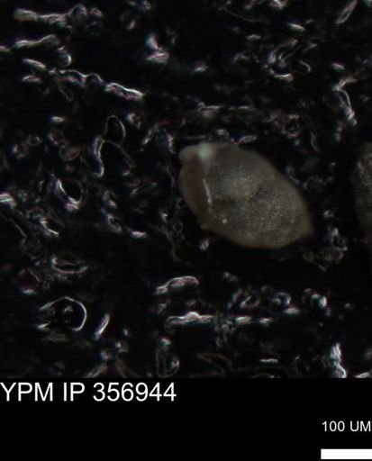 undet. Foraminiferida