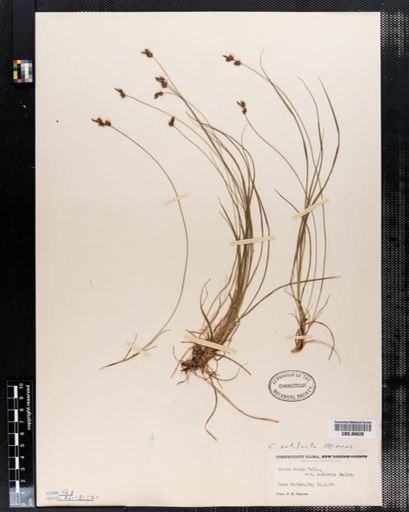 Carex artitecta