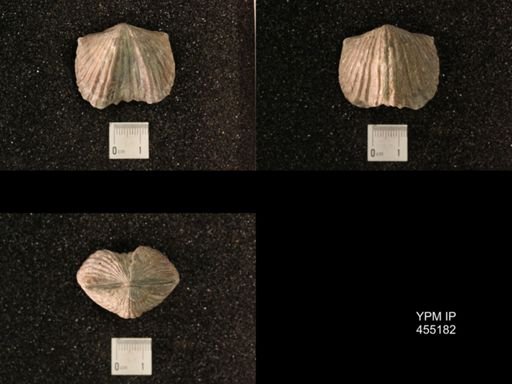 Platystrophia ponderosa var.