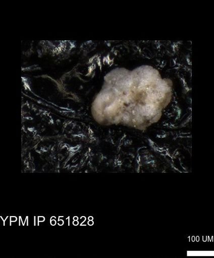undet. Foraminiferida