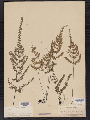 Plantae