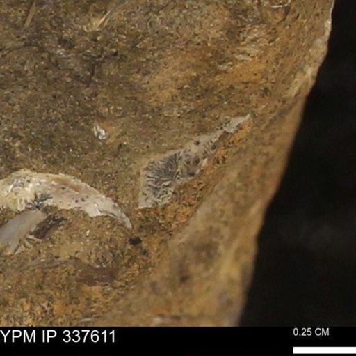 undet. Mollusca
