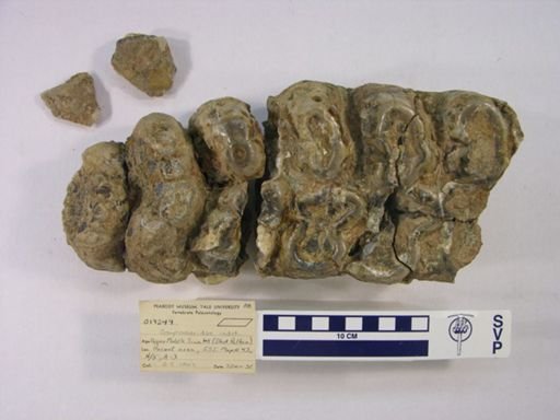Gomphotheriidae