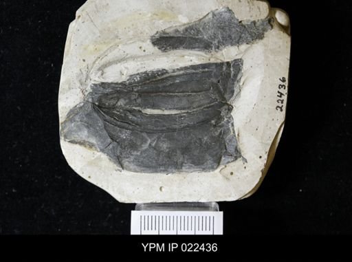 Tropidocaris bicarinata