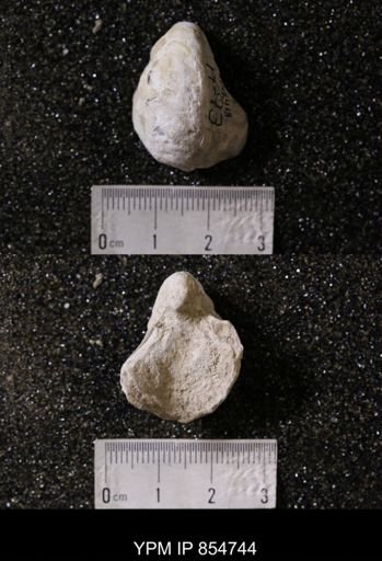 Gryphea washitaensis