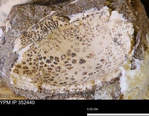 undet. Bivalvia
