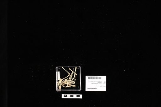 Leptodactylidae