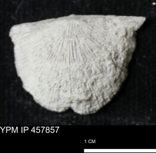 Strophodonta sp.