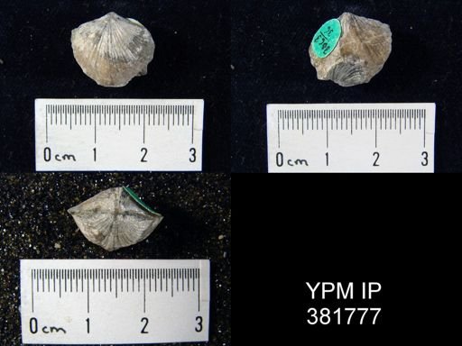 Atrypa marginalis