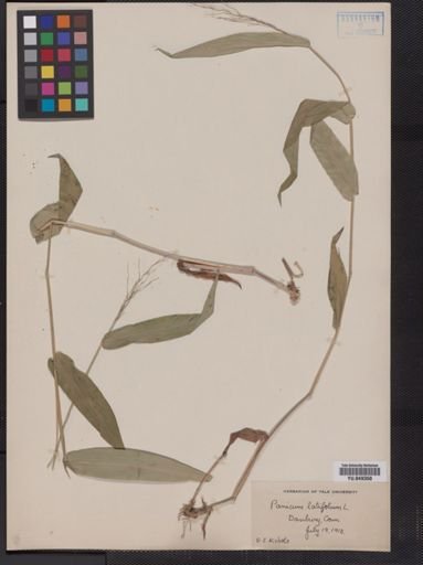 Panicum latifolium
