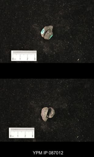 Litoceras?