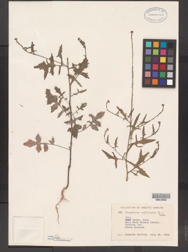 Sisymbrium officinale