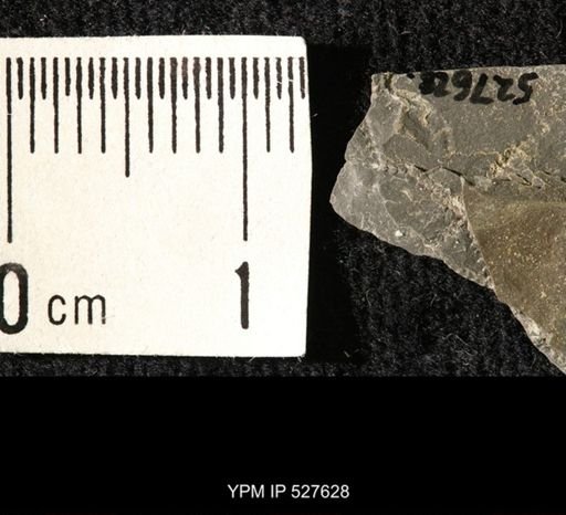 Ophiuroidea