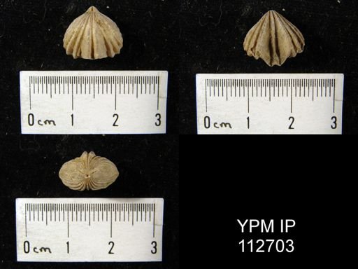 Rhynchotrema dentatum