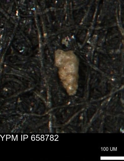 Verneuilinoides kansasensis