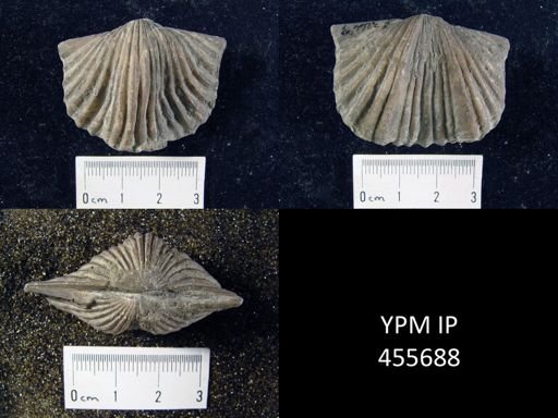 Platystrophia lynx
