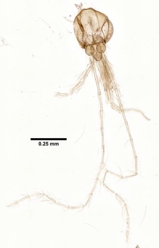 Lutzomyia choti