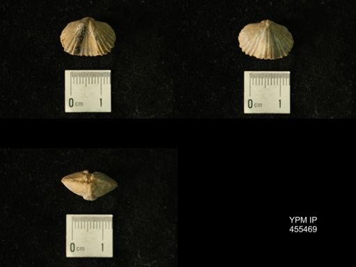 Platystrophia sp.