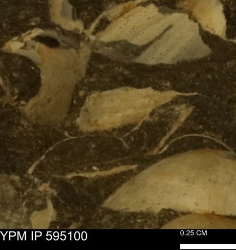 Protocardia sp.