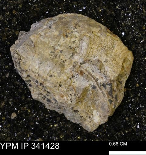 Scaphites sp.