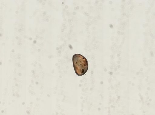 Cypris sp.