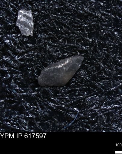 undet. Mollusca