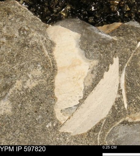 Limopsis striatopunctatus