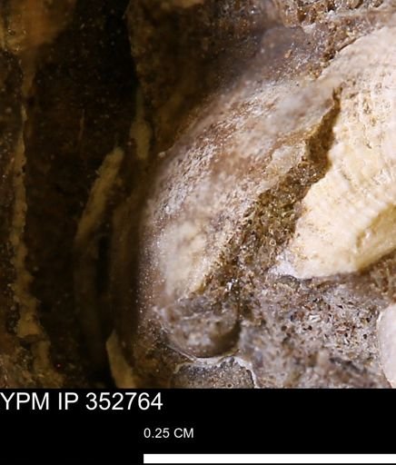 undet. Bivalvia