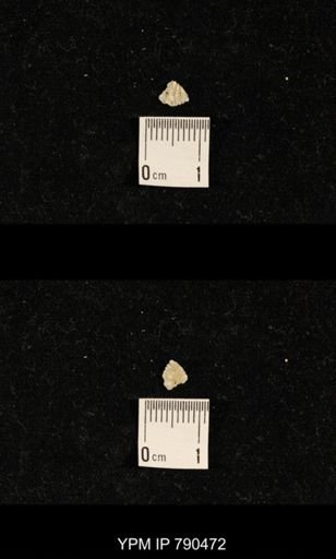 undet. Brachiopoda