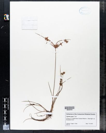 Cyperus grayi