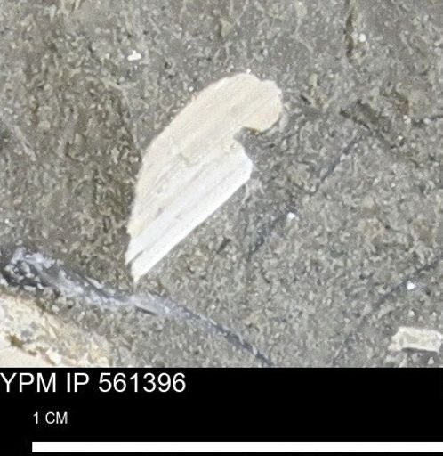 undet. Bivalvia